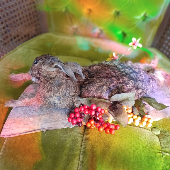 Cottontail rabbit taxidermy - Picture 4 of 4